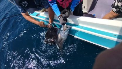 Deep Sea Fishing Charters and Boat Rides - Image 4